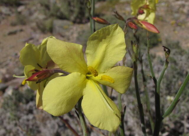 Image of Menodora juncea Harv.