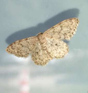 صورة Idaea typicata Guenée 1858