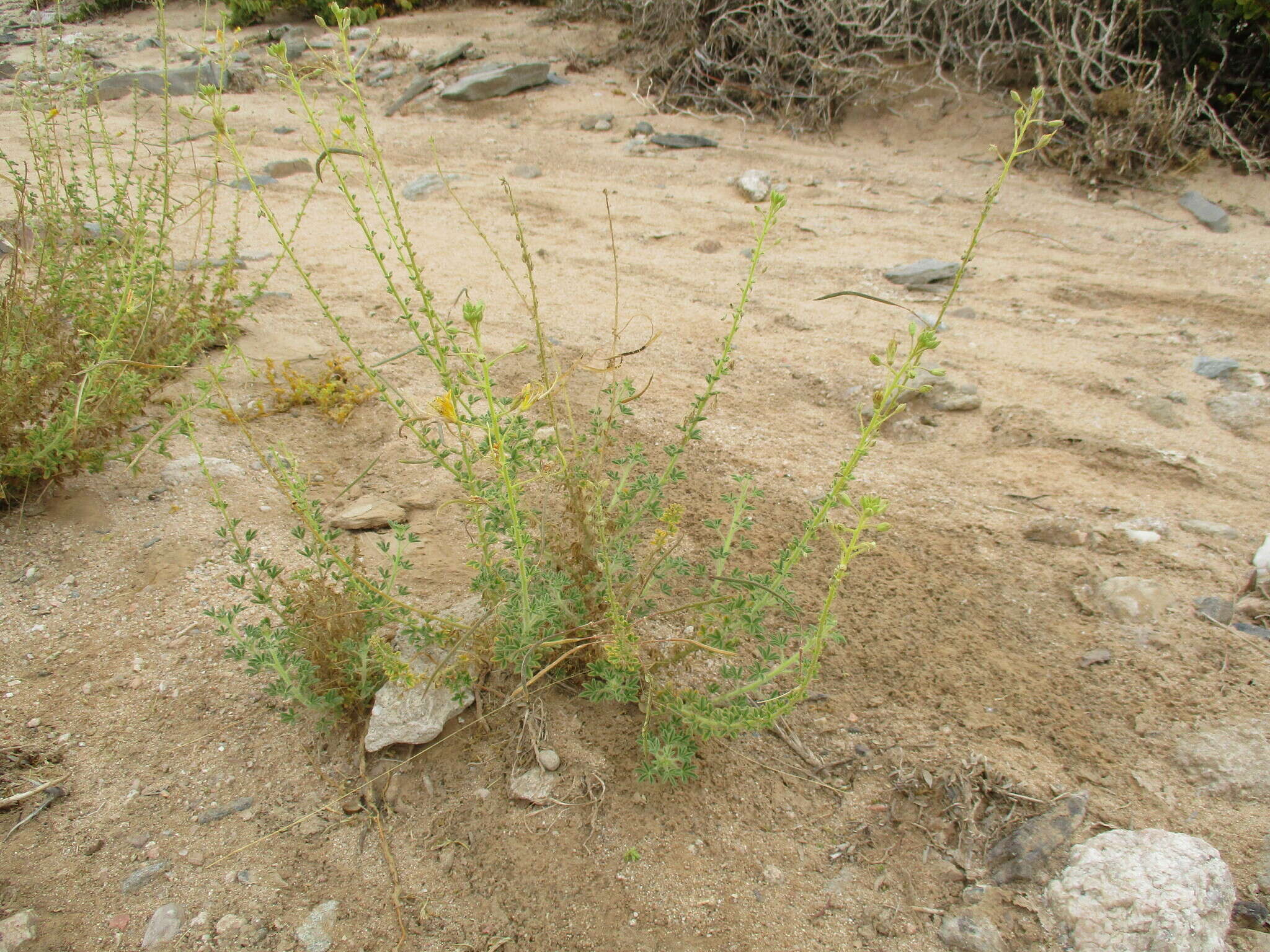 Image of Cleome foliosa DC.