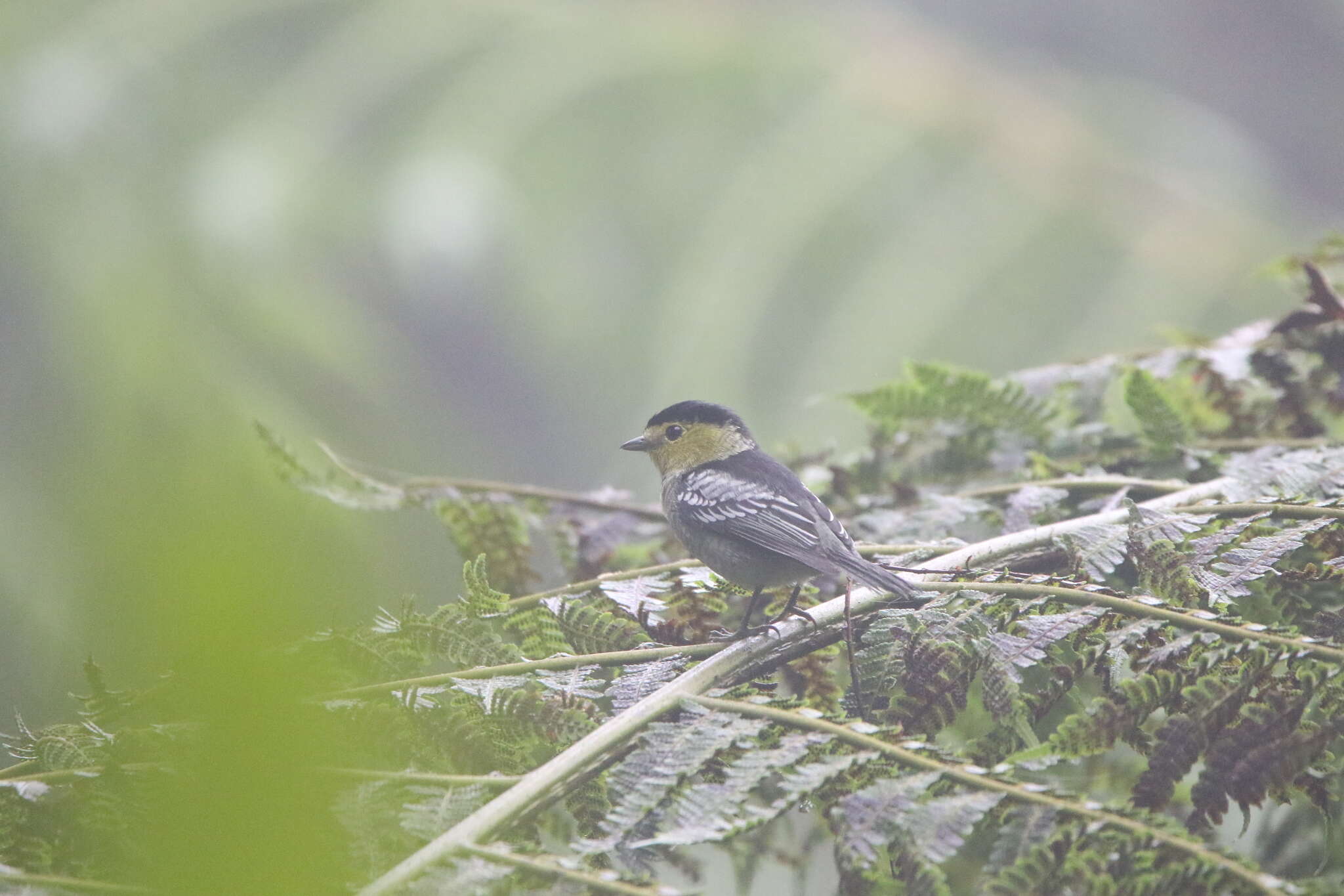 Plancia ëd Pachyramphus versicolor (Hartlaub 1843)