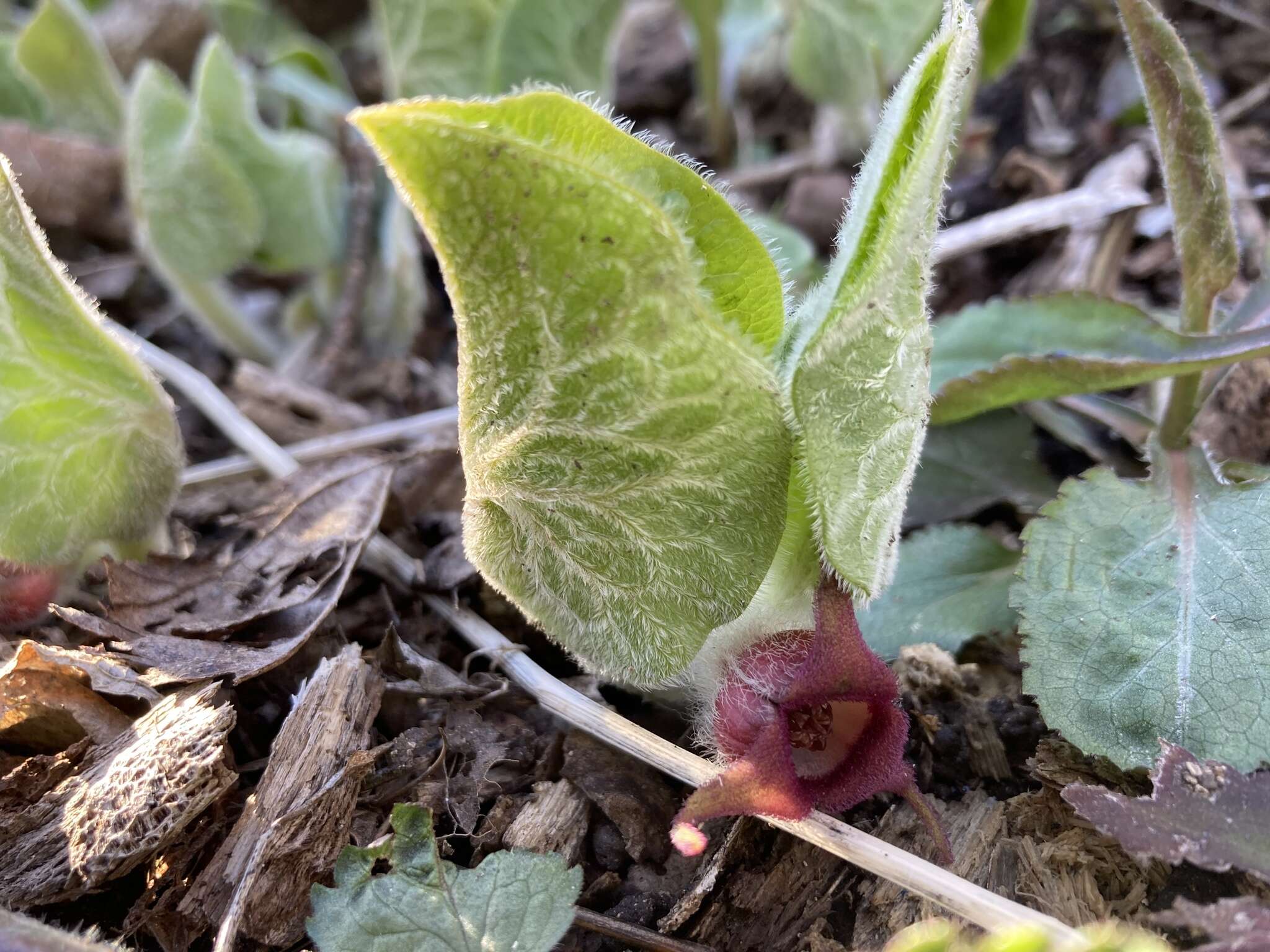 Image of Asarum canadense var. canadense