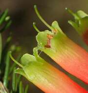 Image of Erica unicolor subsp. georgensis E. G. H. Oliv. & I. M. Oliv.