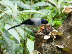 Image of Black-eared Sibia