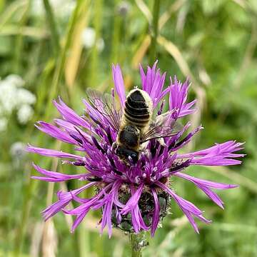 Megachile lagopoda (Linnaeus 1761) resmi