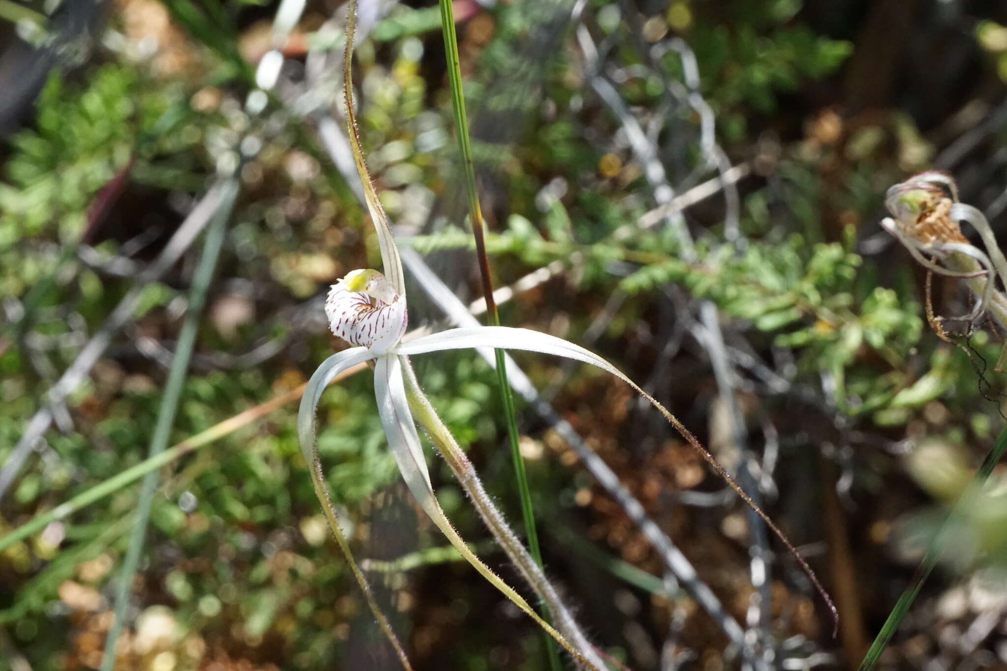 Image of Caladenia nobilis Hopper & A. P. Br.