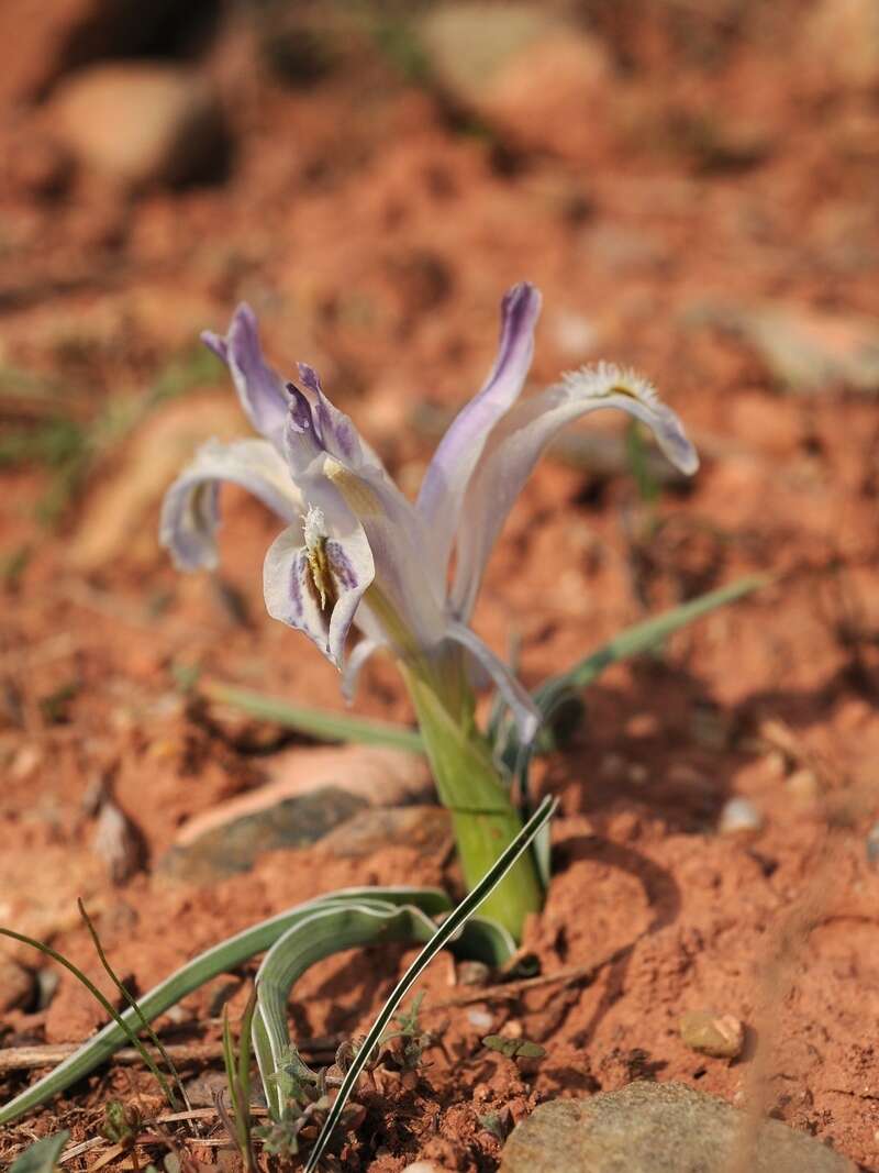 Image of Iris subdecolorata Vved.