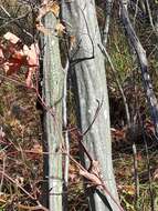 Image de Carpinus caroliniana subsp. virginiana (Marshall) Furlow