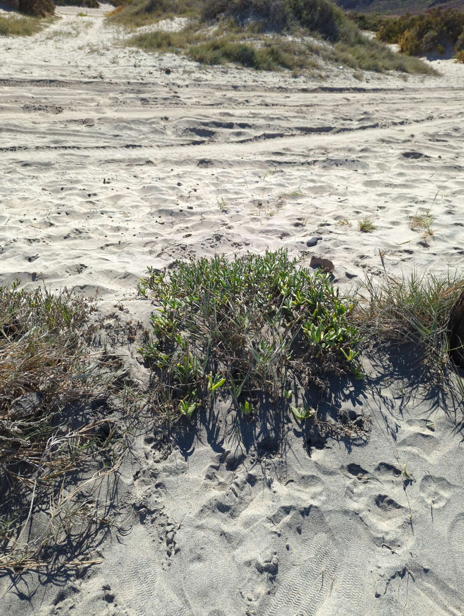 Image of Palafoxia linearis (Cav.) Lag.