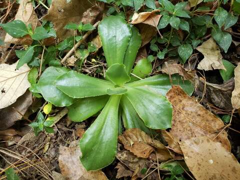 Image of succulent