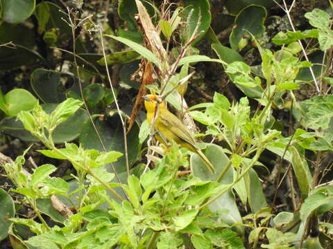 Image of Rust-and-yellow Tanager