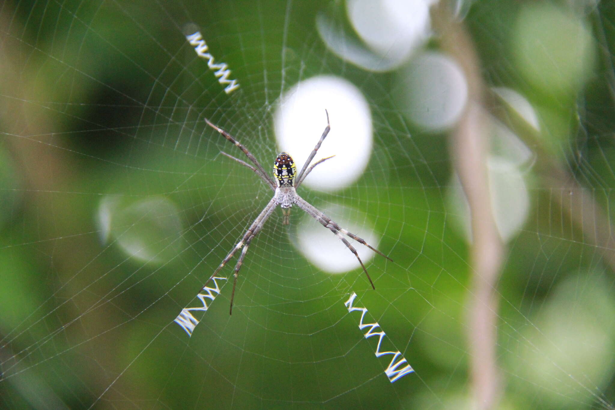 Image of Argiope dang Jäger & Praxaysombath 2009