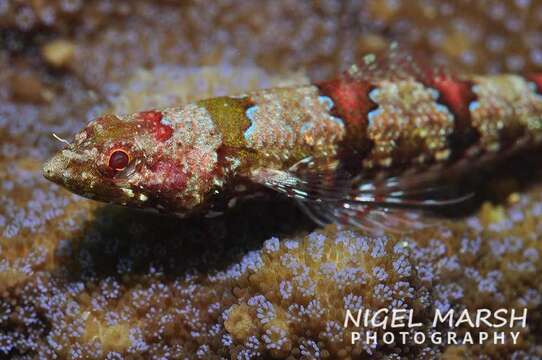 Image of Lizardfish