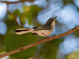 Polioptila plumbea atricapilla (Swainson 1831) resmi