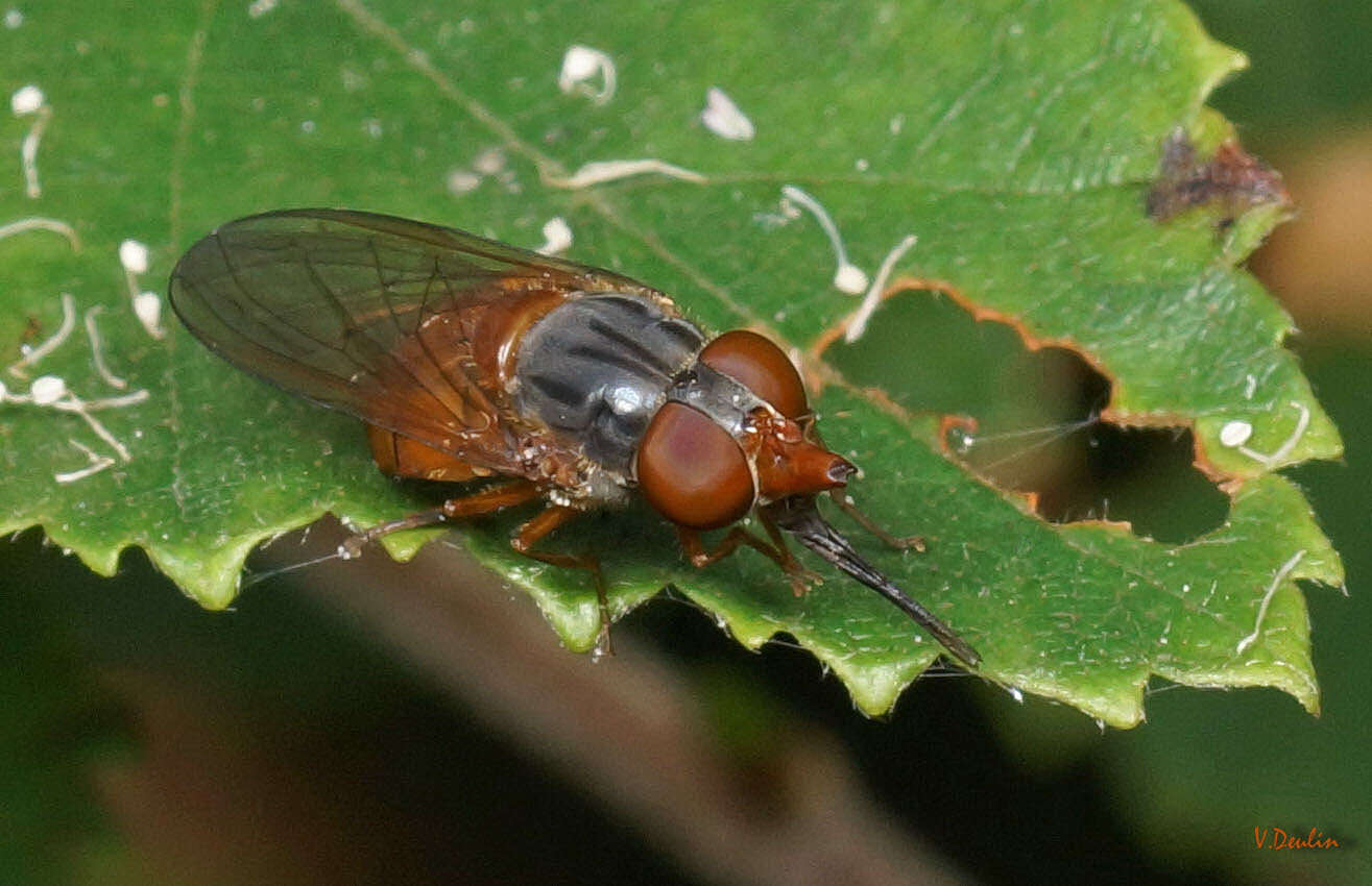 Image of Rhingia rostrata (Linnaeus 1758)