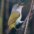 Zosterops atriceps atriceps Gray & GR 1861 resmi