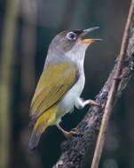 Image of Zosterops atriceps atriceps Gray & GR 1861