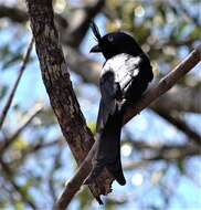 Image of Crested Drongo