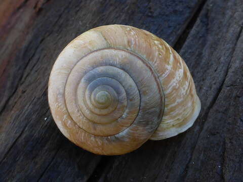 Image of <i>Helminthoglypta arrosa marinensis</i> Pilsbry 1926