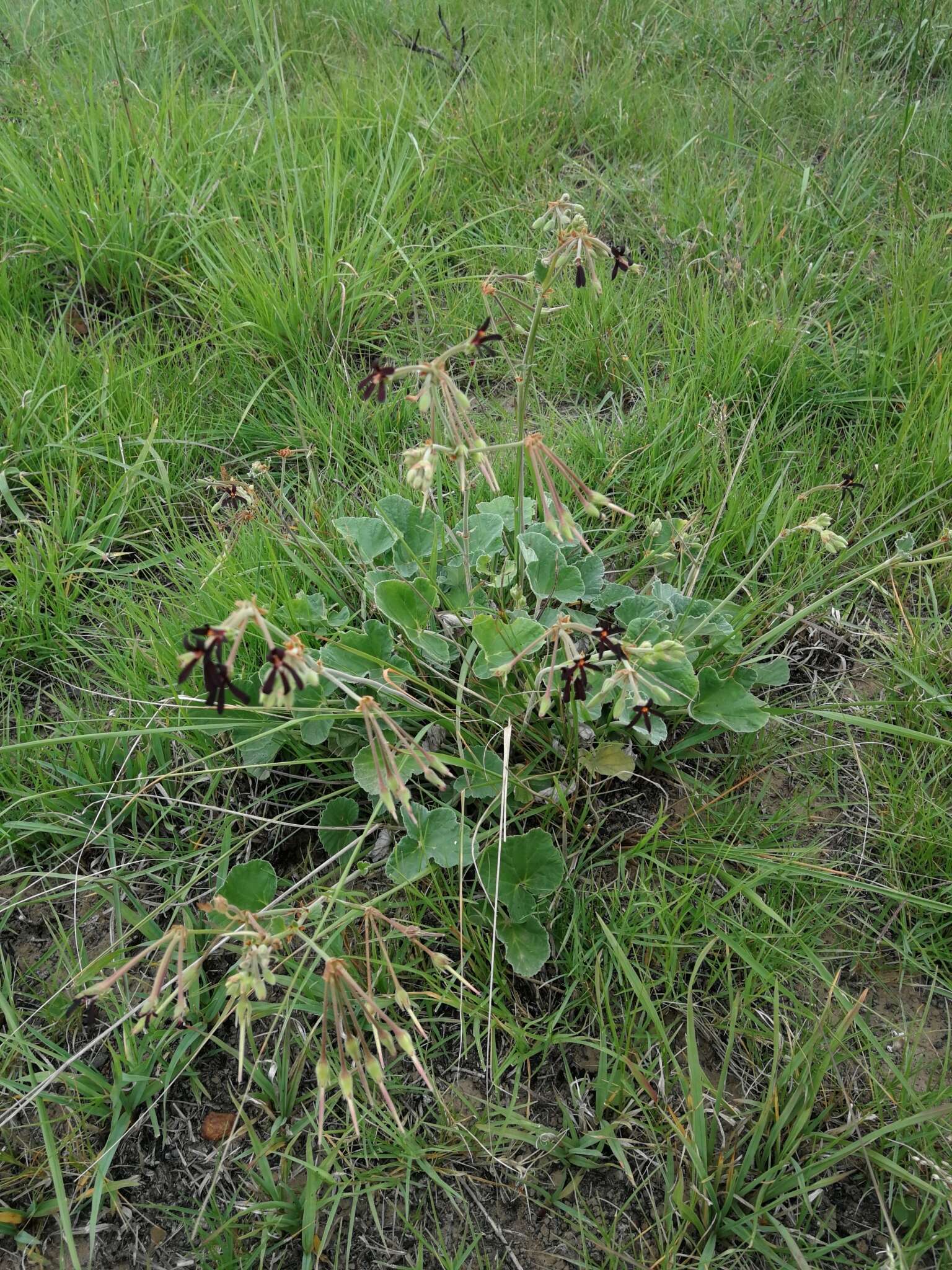 Image of Pelargonium sidoides DC.