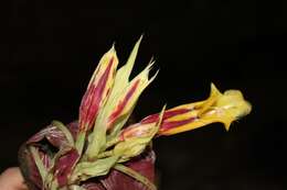 Image of Columnea tessmannii Mansf.