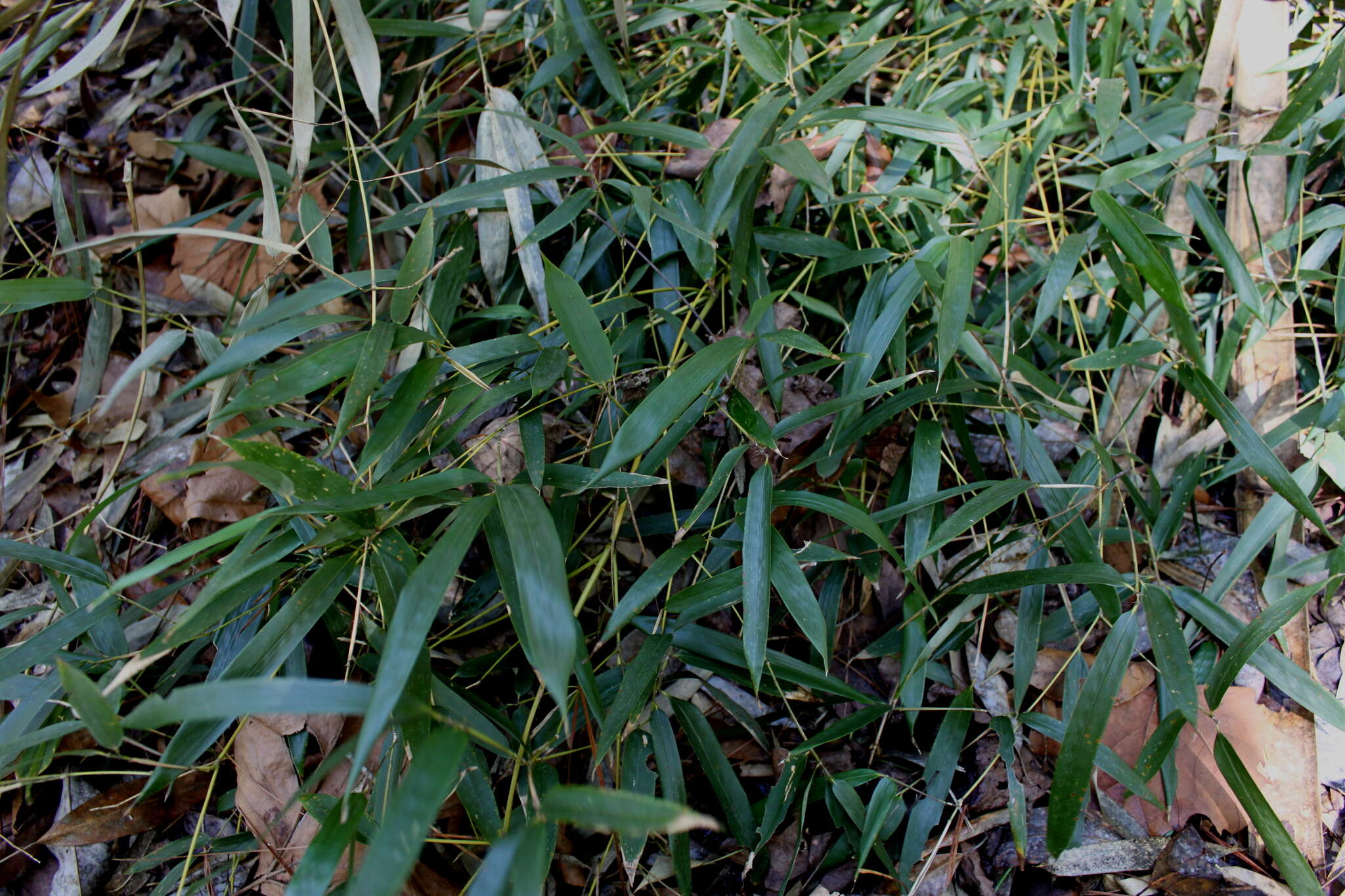 Image of yellow grove bamboo