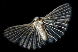 Image de Alucita pygmaea Meyrick 1890