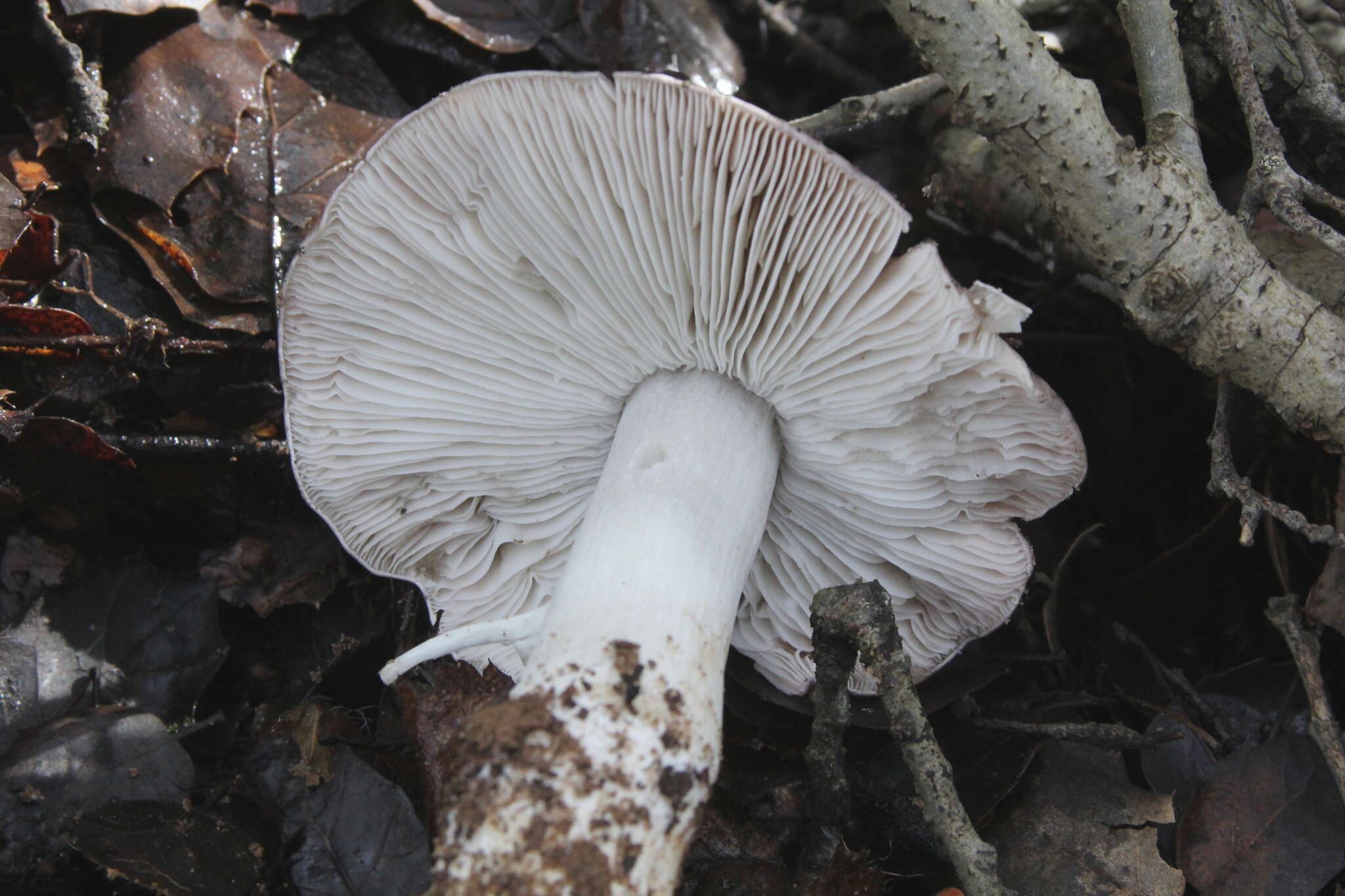 Image of Tricholoma griseoviolaceum Shanks 1996