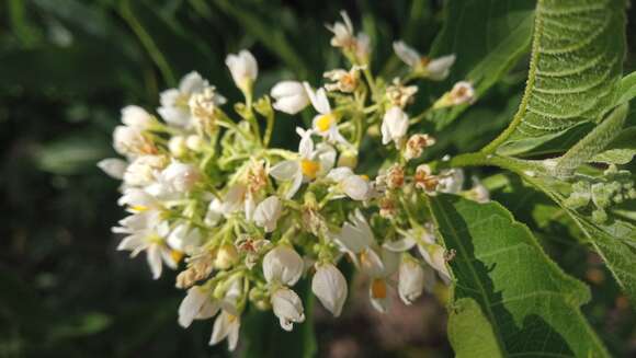 Image of Solanum argentinum Bitter & Lillo