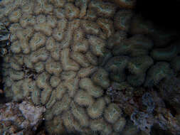 Image of Brain Root Coral