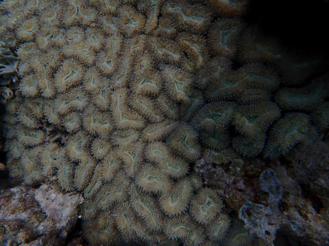 Image of Brain Root Coral