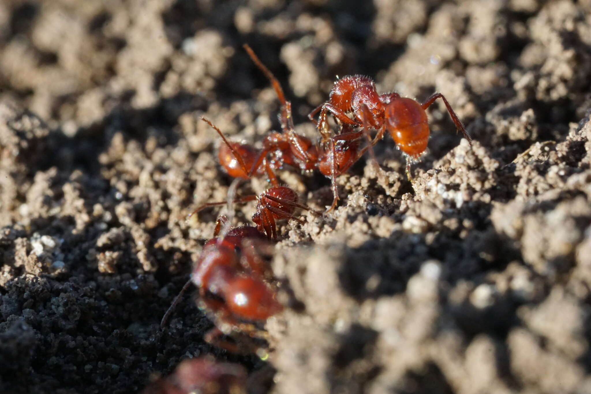 Слика од Pogonomyrmex subdentatus Mayr 1870