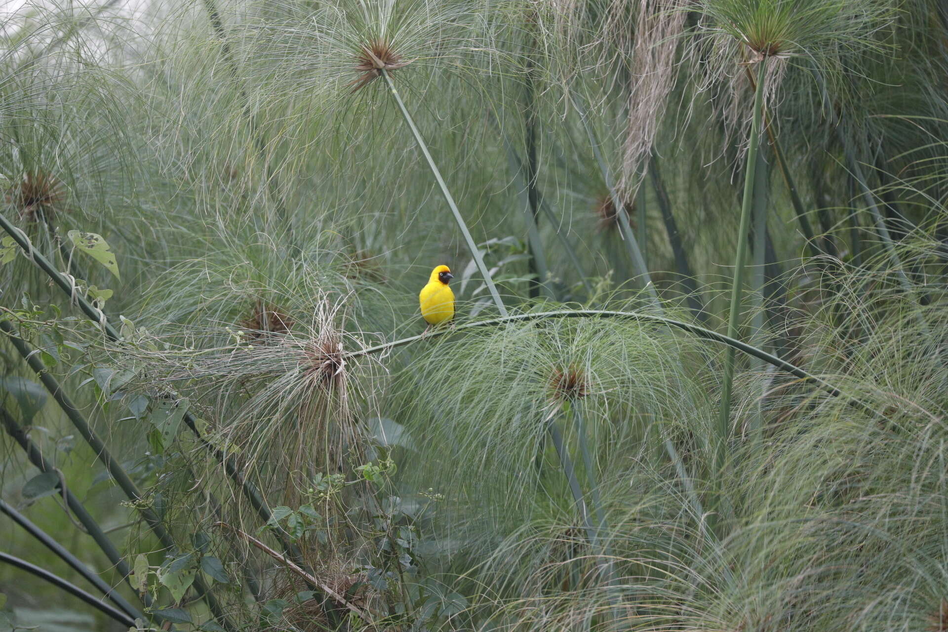 Image of Northern Brown-throated Weaver