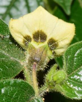 Image of Physalis leptophylla Robinson & Greenm.