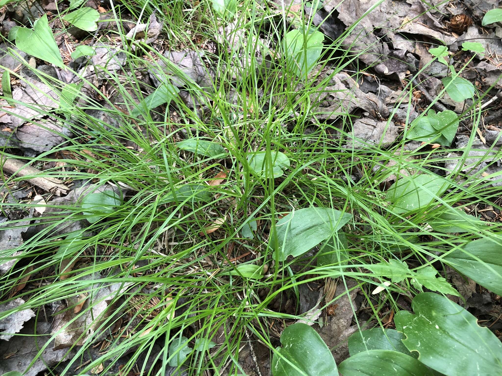 Image of New England sedge