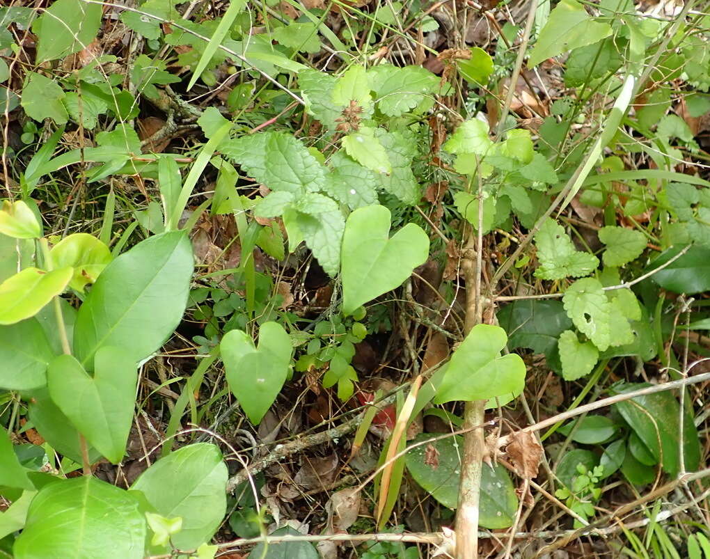 Image of Dioscorea mundii Baker