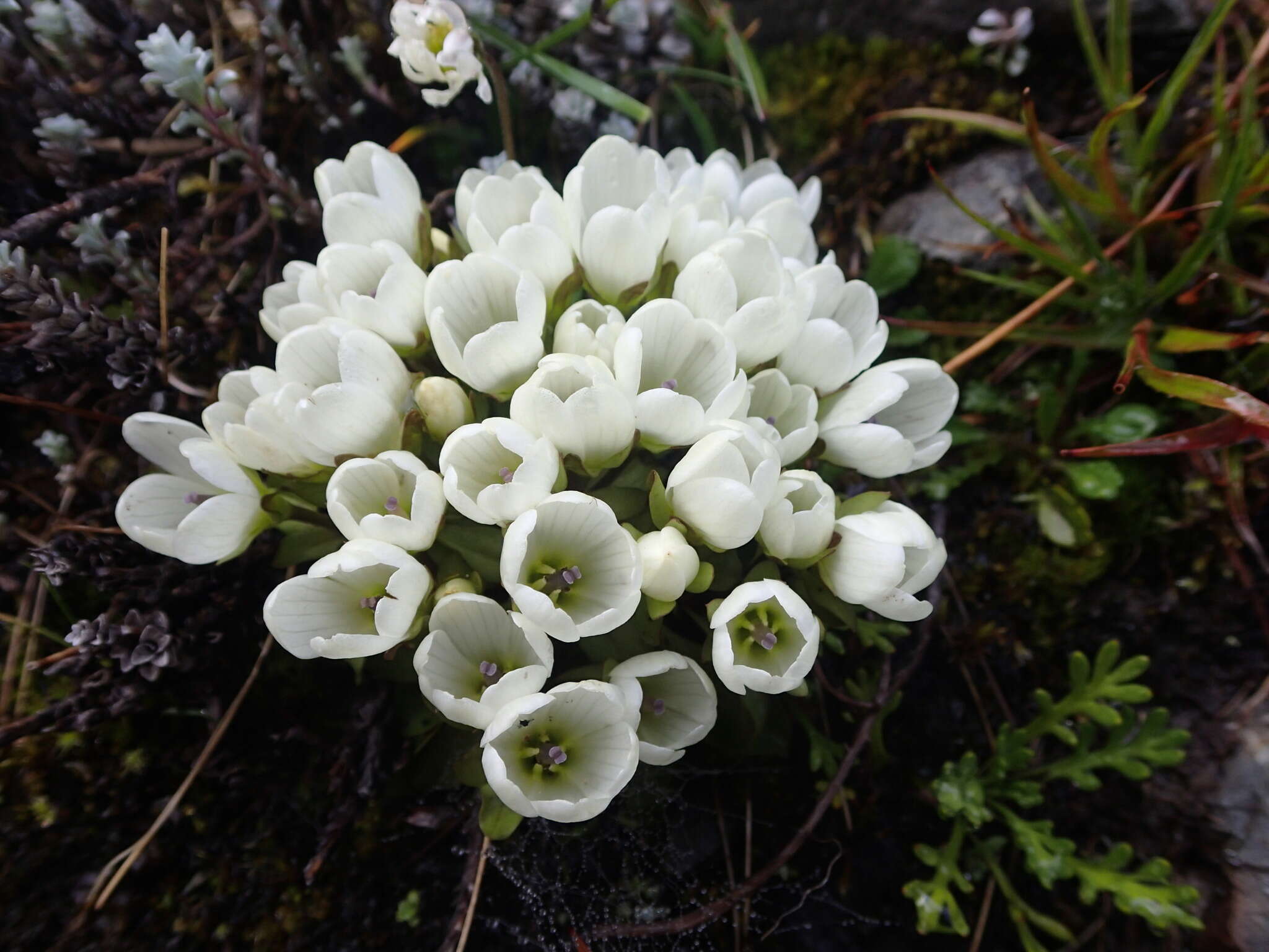 Image of Gentianella divisa (Kirk) Glenny