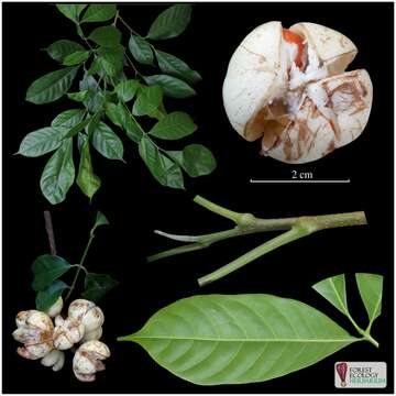 Image de Dysoxylum arborescens (Bl.) Miq.