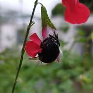 Plancia ëd Xylocopa tabaniformis melanosoma O'Brien & Hurd 1963