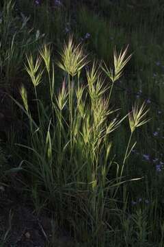 Image of red brome