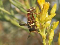 Imagem de Polybiomyia townsendi