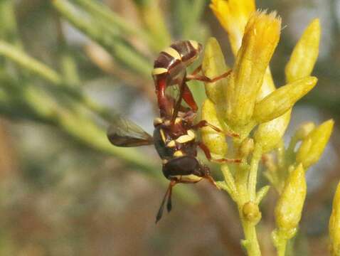 Image of Polybiomyia townsendi