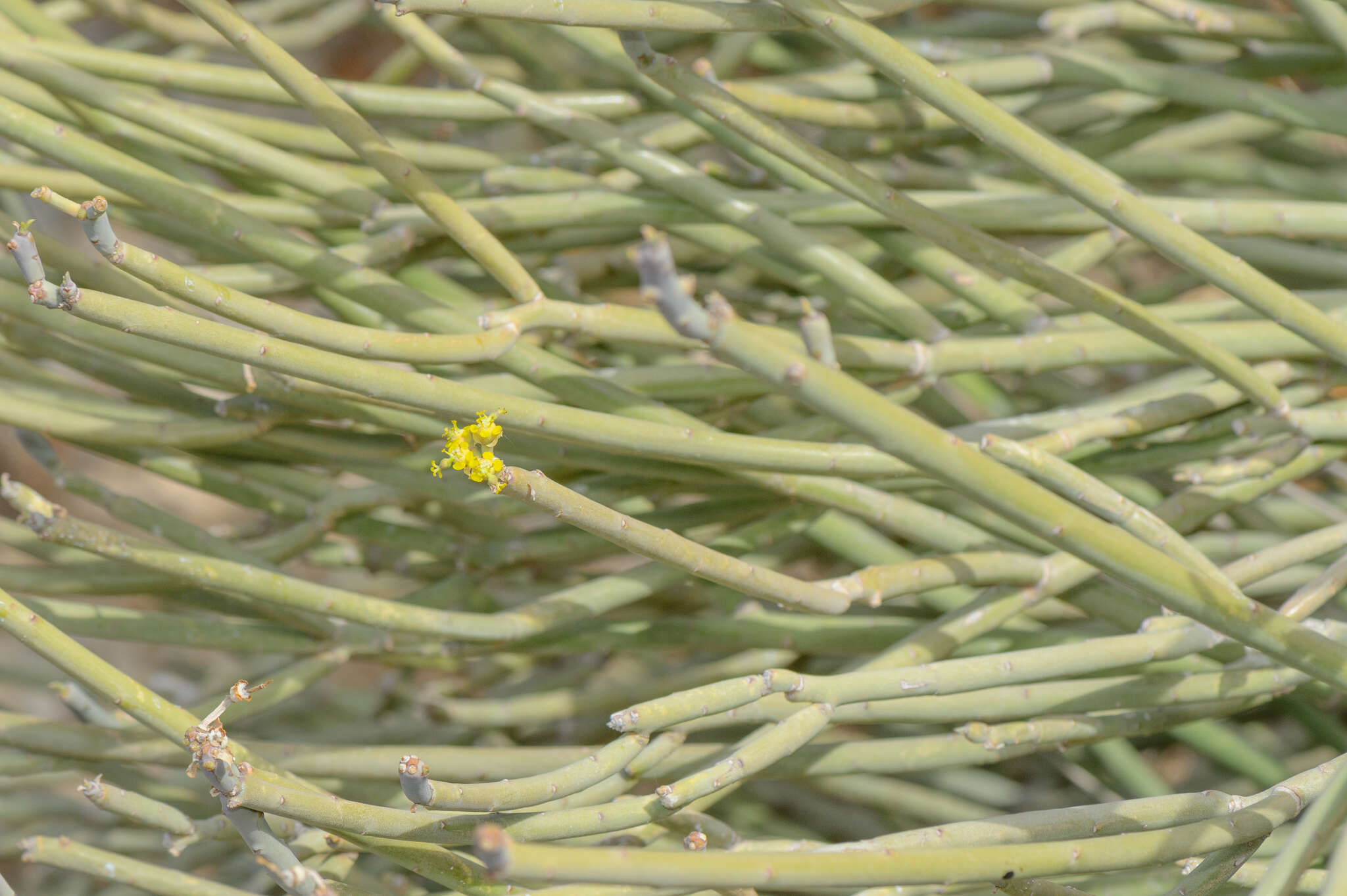 Image of Euphorbia schimperi C. Presl