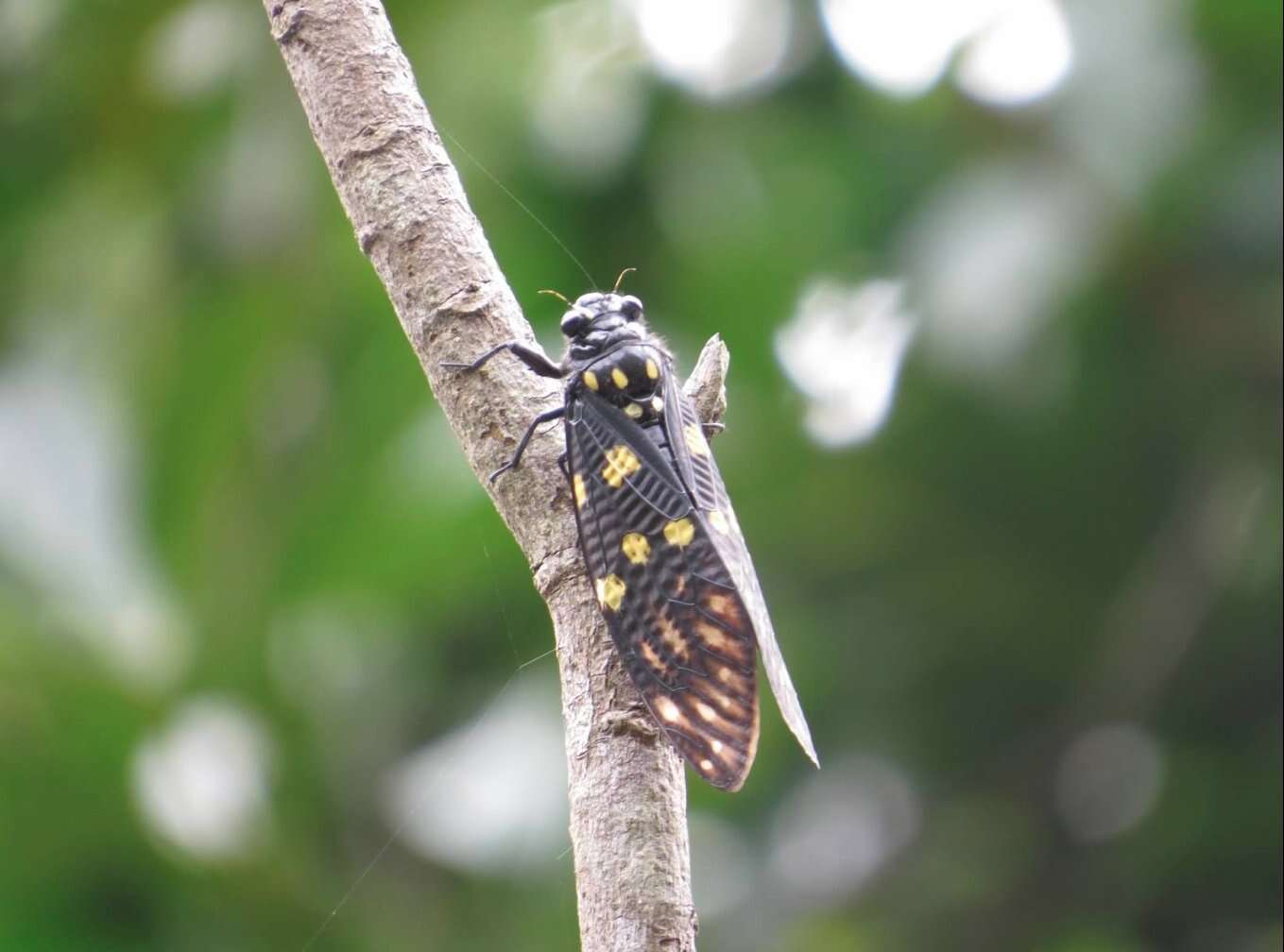 Image of Gaeana maculata (Drury 1773)