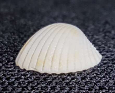 Image of little cockle