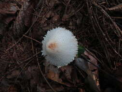 Image of Lepiota clypeolaria (Bull.) P. Kumm. 1871