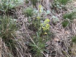 Image of Erysimum crepidifolium Rchb.