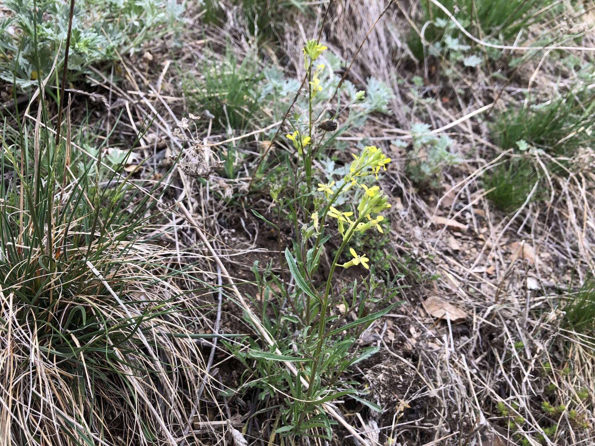 Image of Erysimum crepidifolium Rchb.