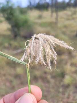 Plancia ëd Bothriochloa ewartiana (Domin) C. E. Hubb.