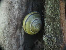 Image of Brown Lipped Snail