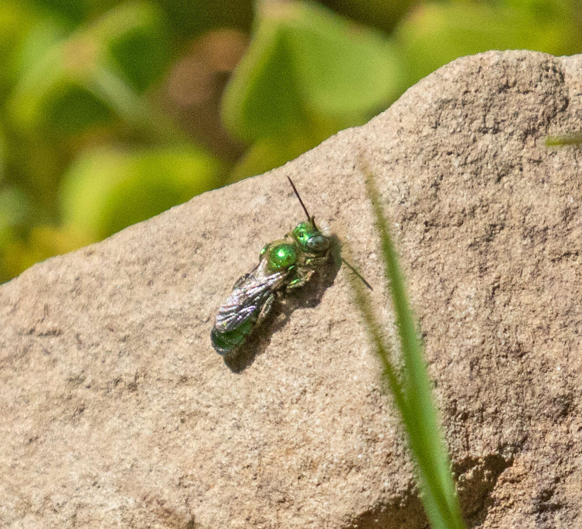 Image of Hoplitis fulgida platyura (Cockerell 1911)